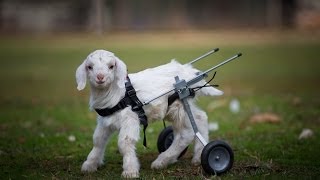 Baby goat on a wheelchair!! One of the cutest animal videos!