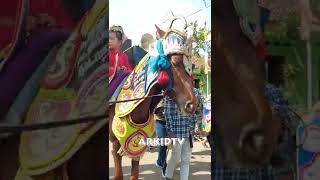 Kuda Renggong Jablay 1 Makin Imut