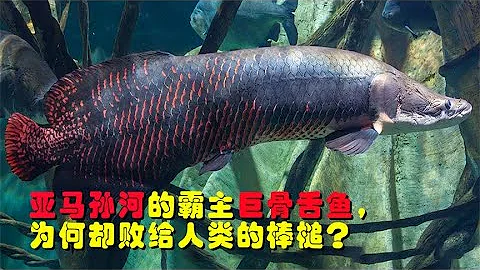 亚马孙河流域的霸主，把食人鱼当作零食吃，却为何败给了棒槌？The overlord of the Amazon River, but why did he lose to the club? - 天天要闻