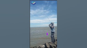 Thumbnail of PANIK !! STRIKE IKAN BESAR #mancing #fishing #shortvideo