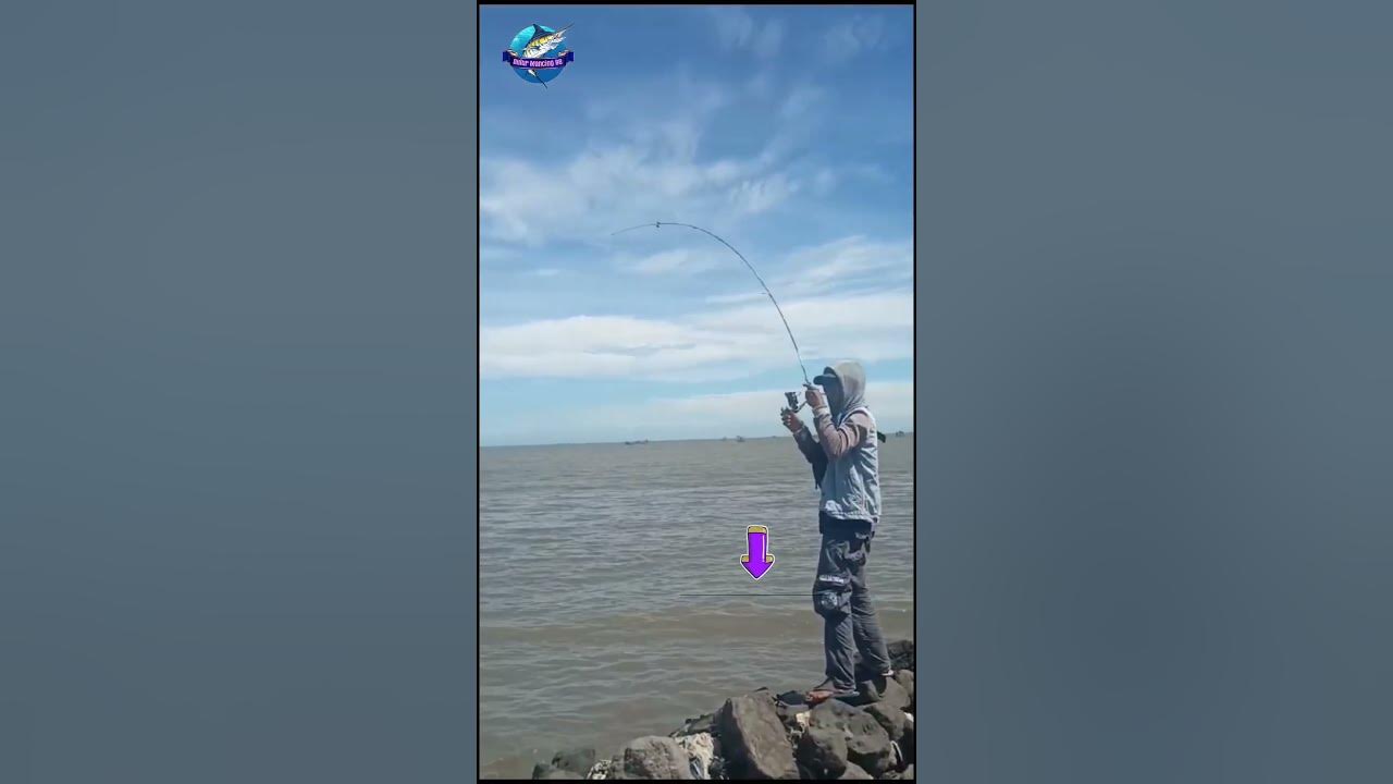 PANIK !! STRIKE IKAN BESAR #mancing #fishing #shortvideo