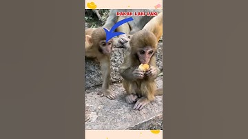 usilnya kayak si itu | siapa yg kakaknya begini?😂 #funny #komedi #monkey #parody #video #lucu
