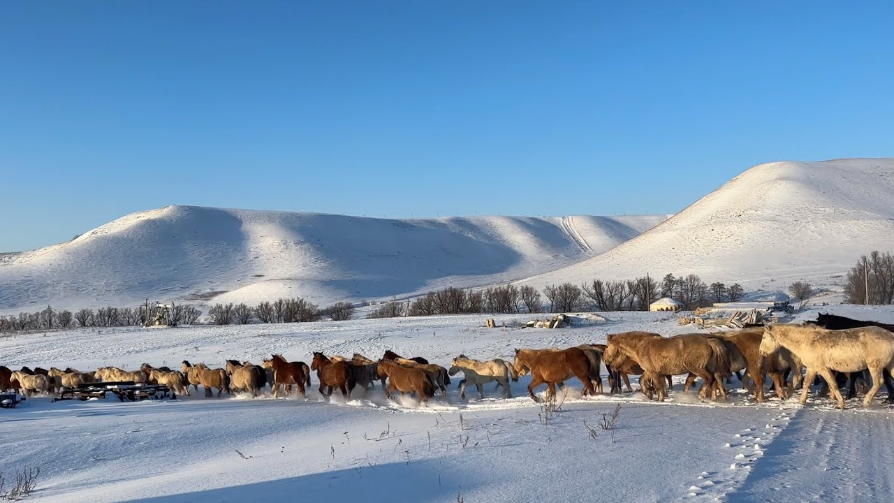 Январские выходные Хозяйство Алмакай Тебеневка Дикие утки в на пруду