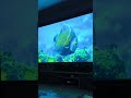 Epson ef22 - лазерный 3lcd как показывает на 100 дюймах