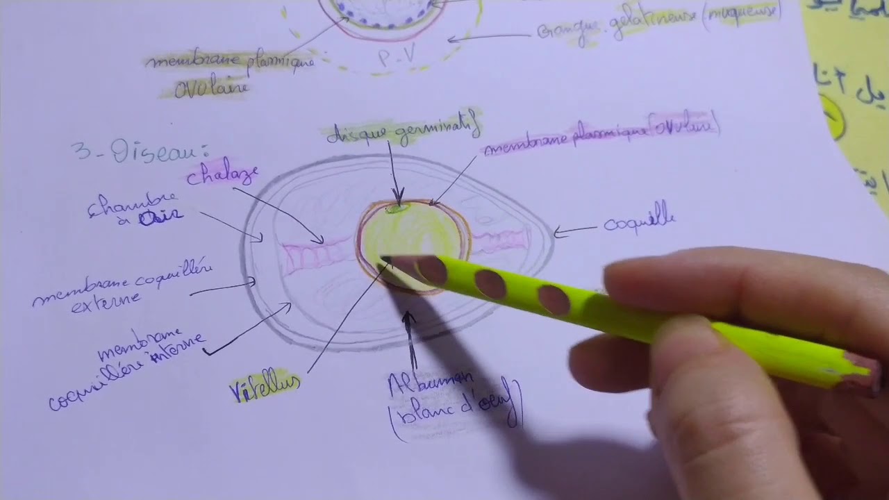 Gamète Femelle Pas Encore à Maturité