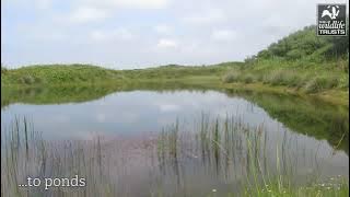 Wonderful Wetlands