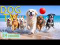 DOG TV: Videos Entertain for Dogs with Relax Music to Calm Anxiety When Home Alone - Music for Dogs