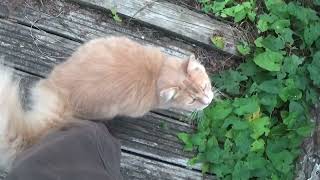 Beautiful Maine Coon vocally meowing while observing the outside gardens 2023