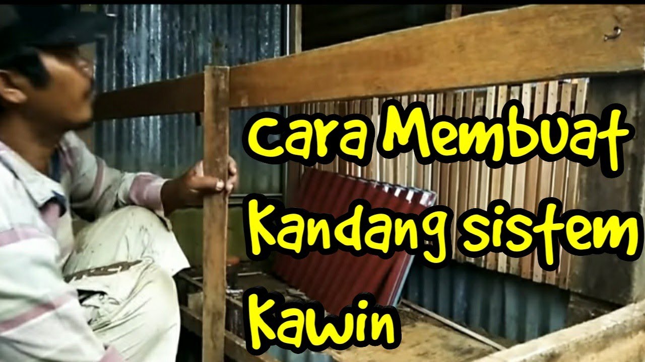 Cara Membuat kandang ayam untuk Sistem Persilangan Ayam 