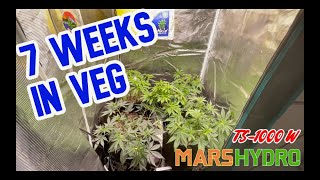 7 Weeks in Veg Update - Mars Hydro TS1000W