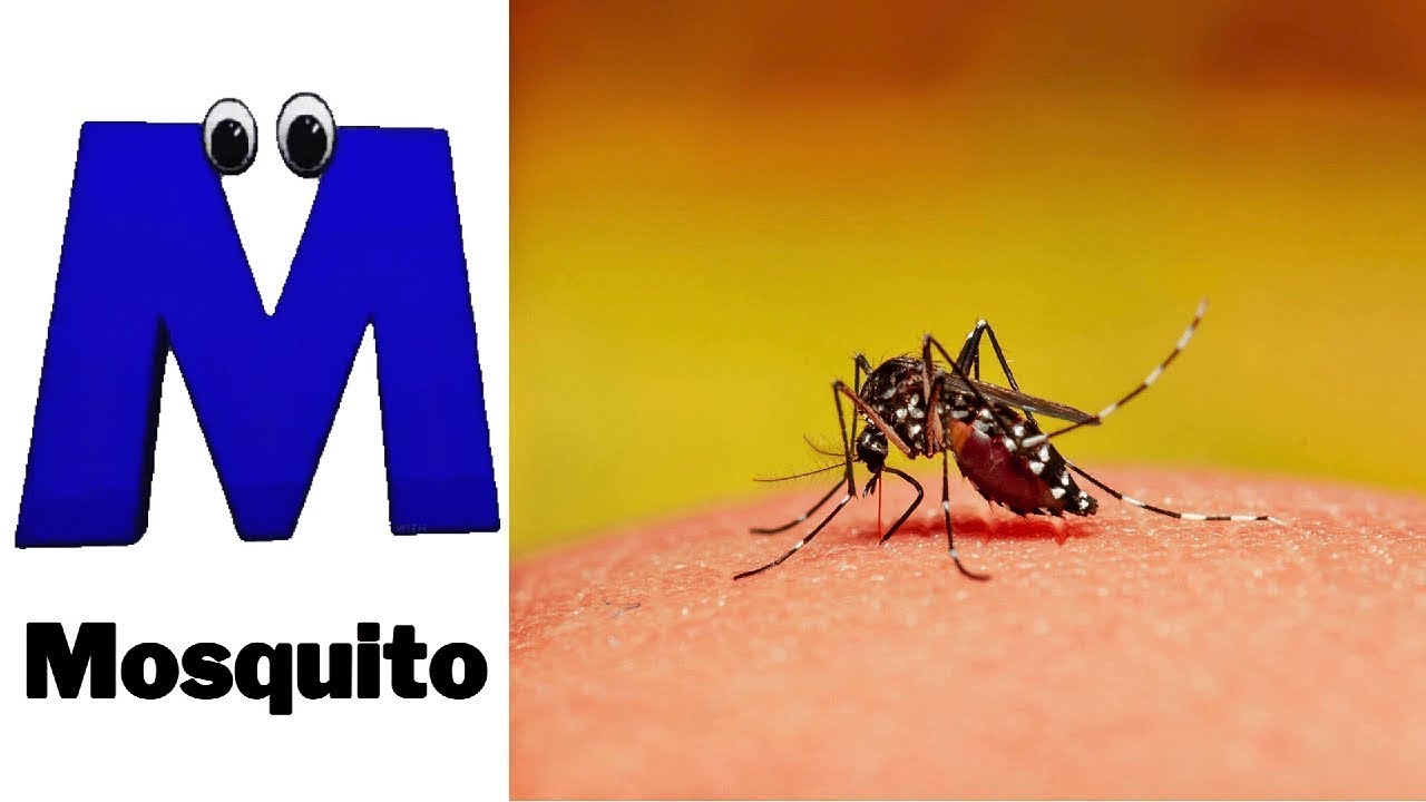 ABC Tiny Animals Song Alphabets Kids Song Learn Alphabets English abc-tiny-animals-song-alphabets-kids-song-learn-alphabets-english