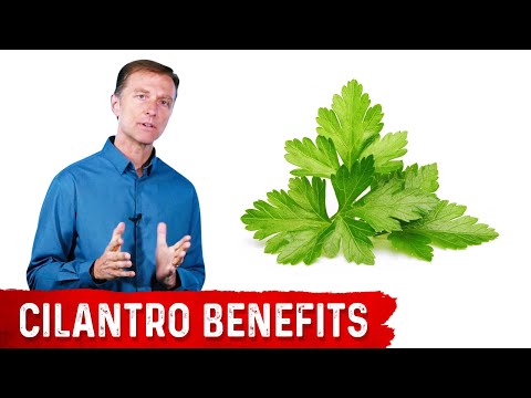 What is Cilantro Good For?