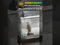 ELE COM MEDO DE SER PEGO 😂 | #animal #gatos #pets