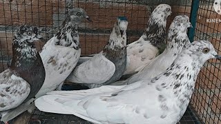 Pure bloodline ke Lal Chennai Punjabi malwai kabootar for sale Delhi mein 8447579723