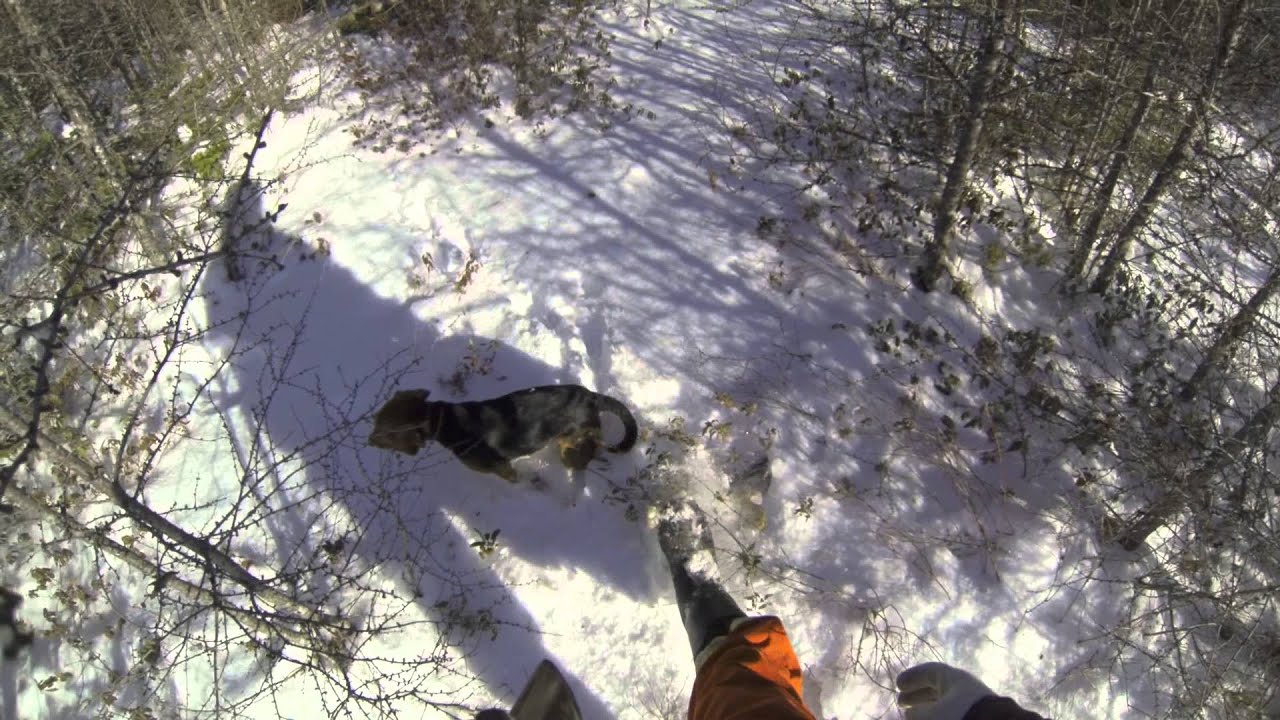 Hunting Snowshoe Hare in Newfoundland YouTube