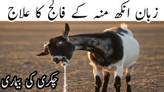 Listeriosis Gid Paralysis Falij Pregnancy Toxemia False Gid Bakri Ki Jaan Leva Bimari