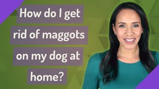 How do I get rid of maggots on my dog at home?