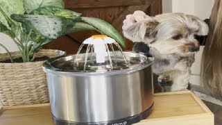 Up Close Look & Demo of Stainless Steel Pet Water Fountain