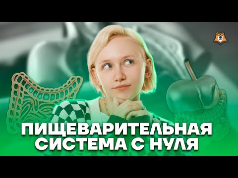 Пищеварительная система с нуля | Биология ОГЭ 2023 | Умскул