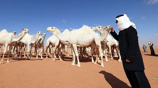 شاهد: مناداة الإبل أو 