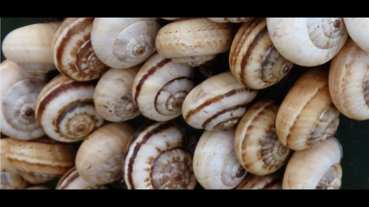 Theba Pisana The White Garden Snail Sand Hill Snail White Italian Snail Mediterranean Coastal Youtube