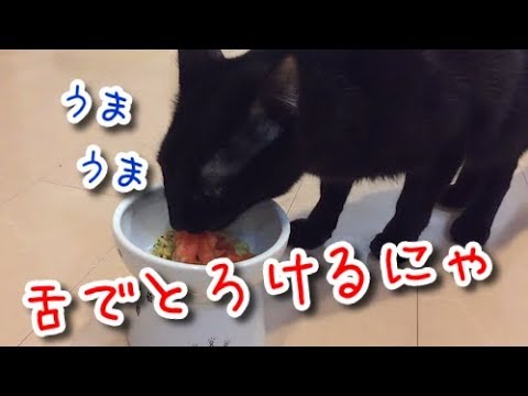 猫はやっぱり刺身が大好き！