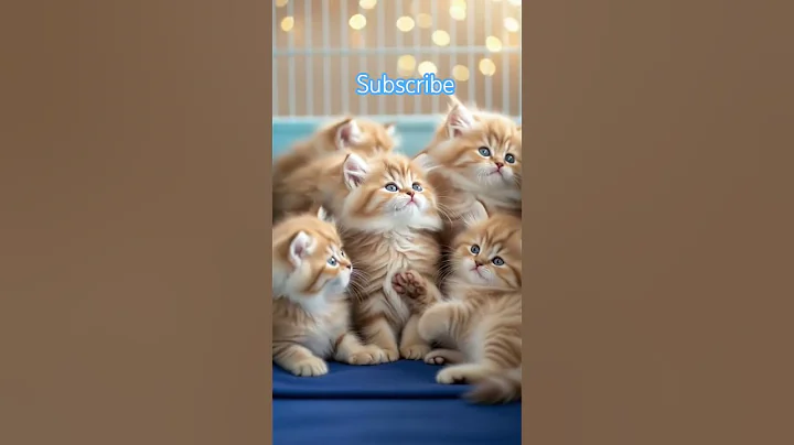 Video 10888711: cats exotic pets cute, exotic kitten