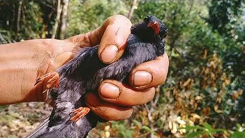 Yos hav zoov 2021 cuab noog noj tsib noj kav mas 1 zoo nkauj heev l tsu vaj l