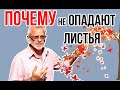 Почему осенью не опадают листья / Дерево не сбросило листья / Игорь Билевич