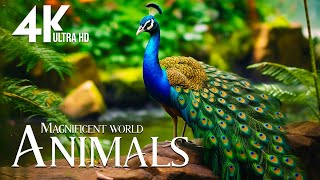 Magnificent World Animals 4K 🌿Explore the beautiful majesty of wildlife with soothing relaxing music