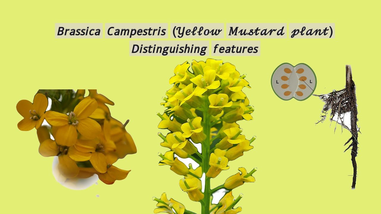 𝘉𝘳𝘢𝘴𝘴𝘪𝘤𝘢 𝘊𝘢𝘮𝘱𝘦𝘴𝘵𝘳𝘪𝘴 (𝒴𝑒𝓁𝓁𝑜𝓌 𝑀𝓊𝓈𝓉𝒶𝓇𝒹 𝓅𝓁𝒶𝓃𝓉) 𝘋𝘪𝘴𝘵𝘪𝘯𝘨𝘶𝘪𝘴𝘩𝘪𝘯𝘨 𝘧𝘦𝘢𝘵𝘶𝘳𝘦𝘴 YouTube