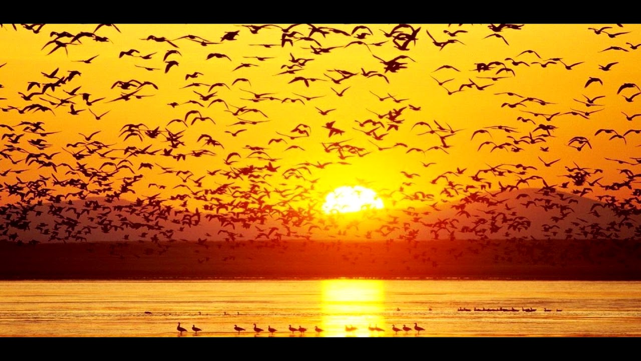David Gilmour 5 AM YouTube