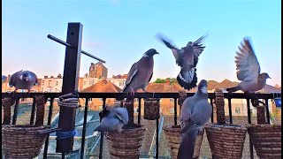 Wood Pigeons, Fighting, Feasting and Flexing / Balcony Bird Table 4K