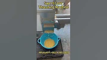 Sweet Corn Threshing Machine | Fresh Maize Shelling Machine For Process Baby Corn #cornthresher