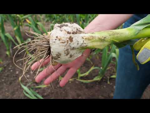 Video: Kaip sodinti česnako svogūnėlius?