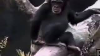 Monkey smells his finger and passes out.