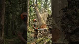 220-Year White Oak Falls After Storm #TreeFelling #Logging #Chainsaw #BigTrees #shorts #shortvideo