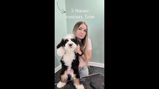 Bernedoodle Puppy Private area, Paw Pads, and Face Trim-Easy 5 Minute Sanitary Puppy Groom.