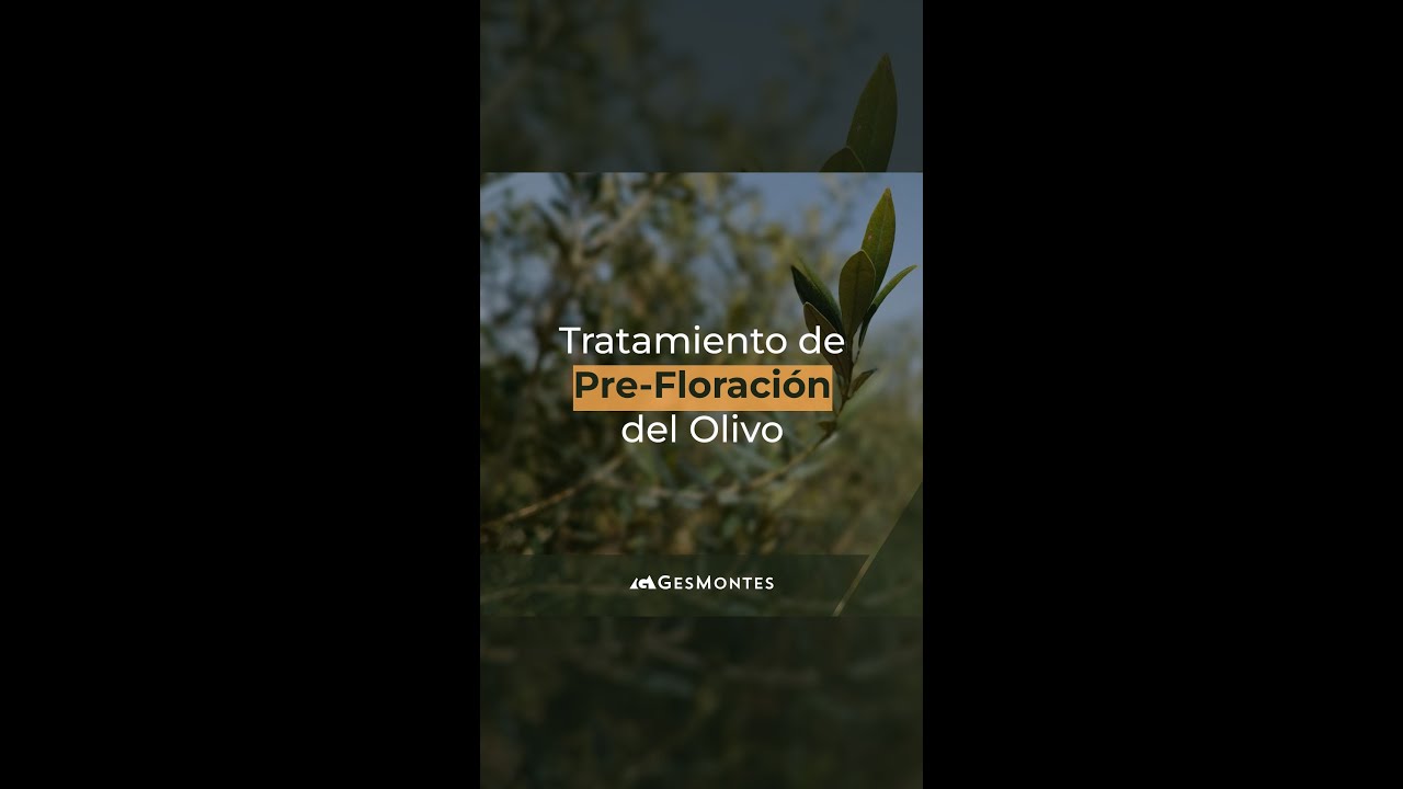 TRATAMIENTO DE PRE-FLORACIÓN - OLIVAR