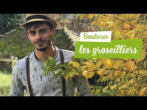 Vidéo: Greffe De Groseille