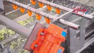 Vegetable Processing Line - Cabbage Cutting, Washing and Spinner Drying Machine - FXFM MACHINE