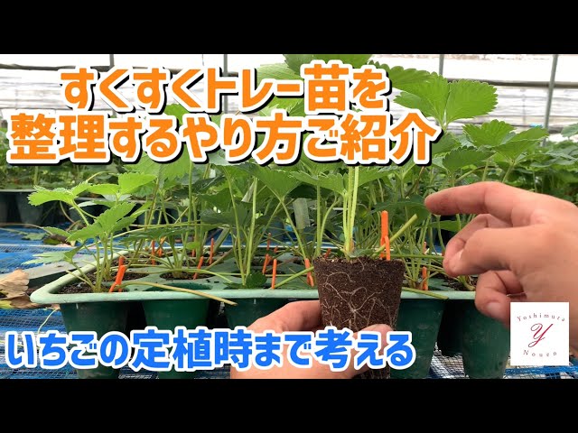 ☆引取り専用☆ いちご苗床用 栽培ポット＆トレー【農業：プロ向け