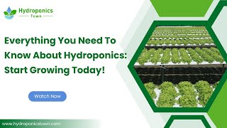 Everything You Need to Know About Hydroponics: Start Growing Today! - Hydroponics Town