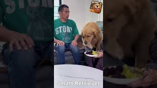 Smart Golden Retriever. 😆 by Chuckles, Challenges, and Curiosities 3 views 9 months ago 1 minute, 1 second