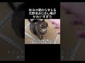 休日の朝から甘える元野良おじさん猫がかわいい【元野良猫ピースケ】 #shorts #初老夫婦とねこ #元野良猫 #ピースケ