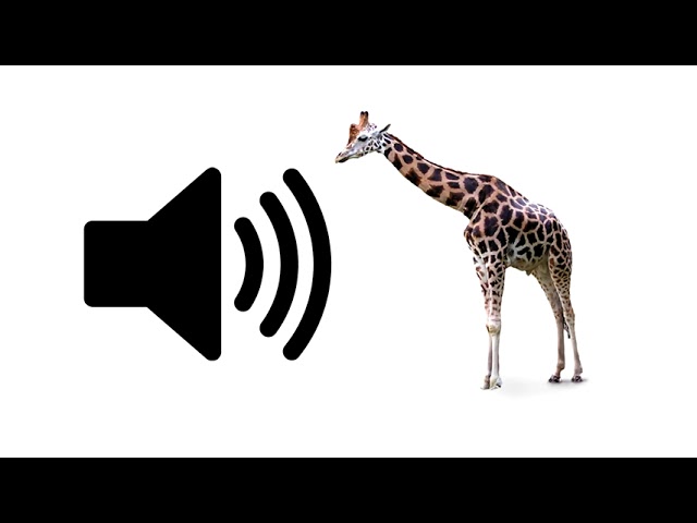 Giraffe - Sound Effect | ProSounds class=