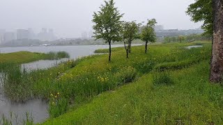 [중간광고없음]호수에 떨어지는 부드러운 빗방울 소리 - 자장가, 이명개선, 백색소음, 명상, 공부, 숙면을 위한 최고의 빗소리 8시간