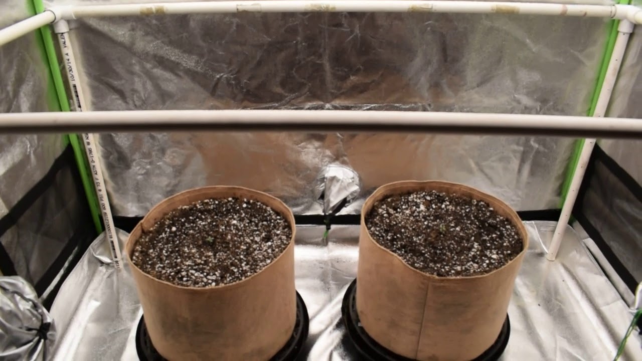 db003 VIVIDGRO GrowMax 240w 4k led super soil ppp autoflower grow update #1