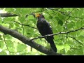 Amsel gesang  so klingt der frhling  beruhigende naturgerusche  blackbird singing