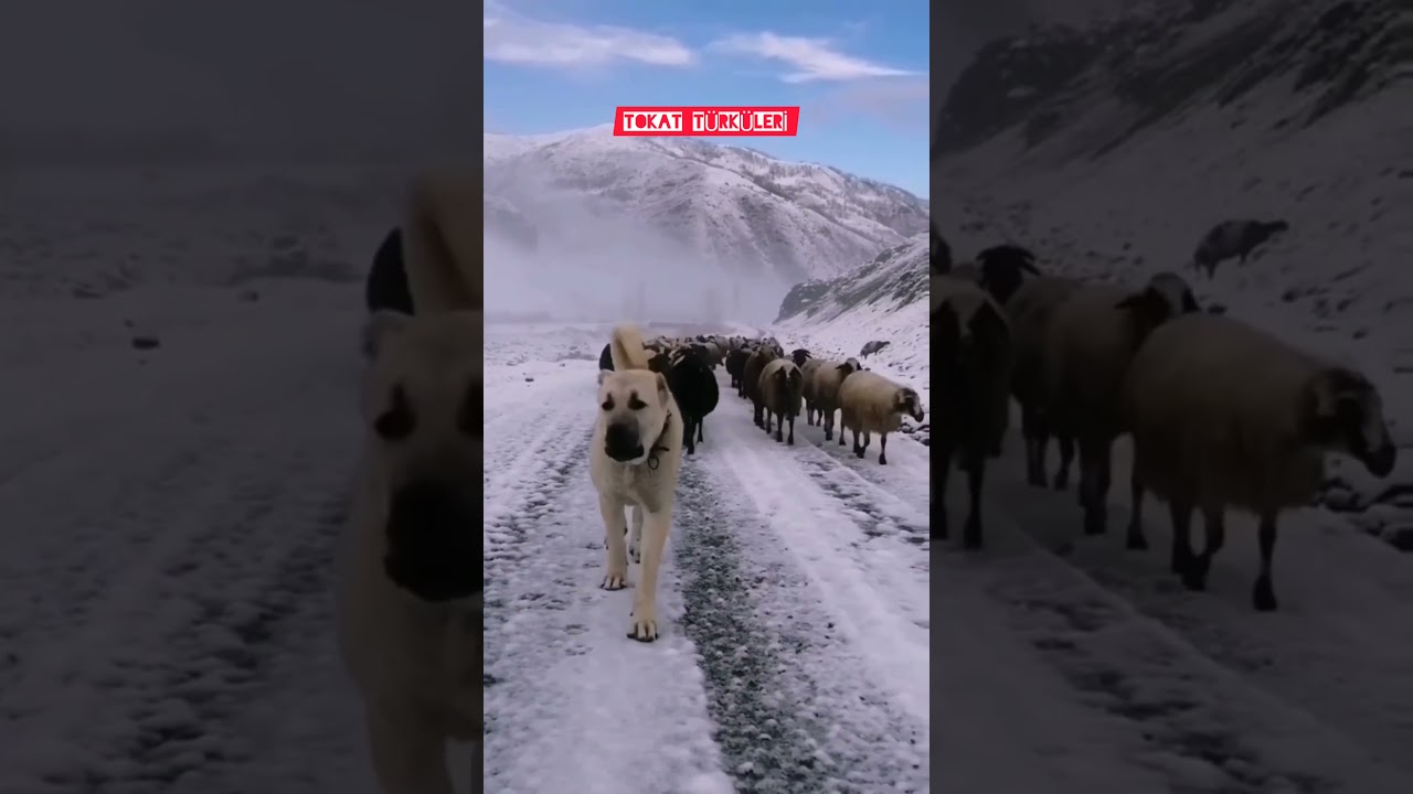 Karmı Yağdı Güvendiğin Dağlara Dost - Havva Öğüt